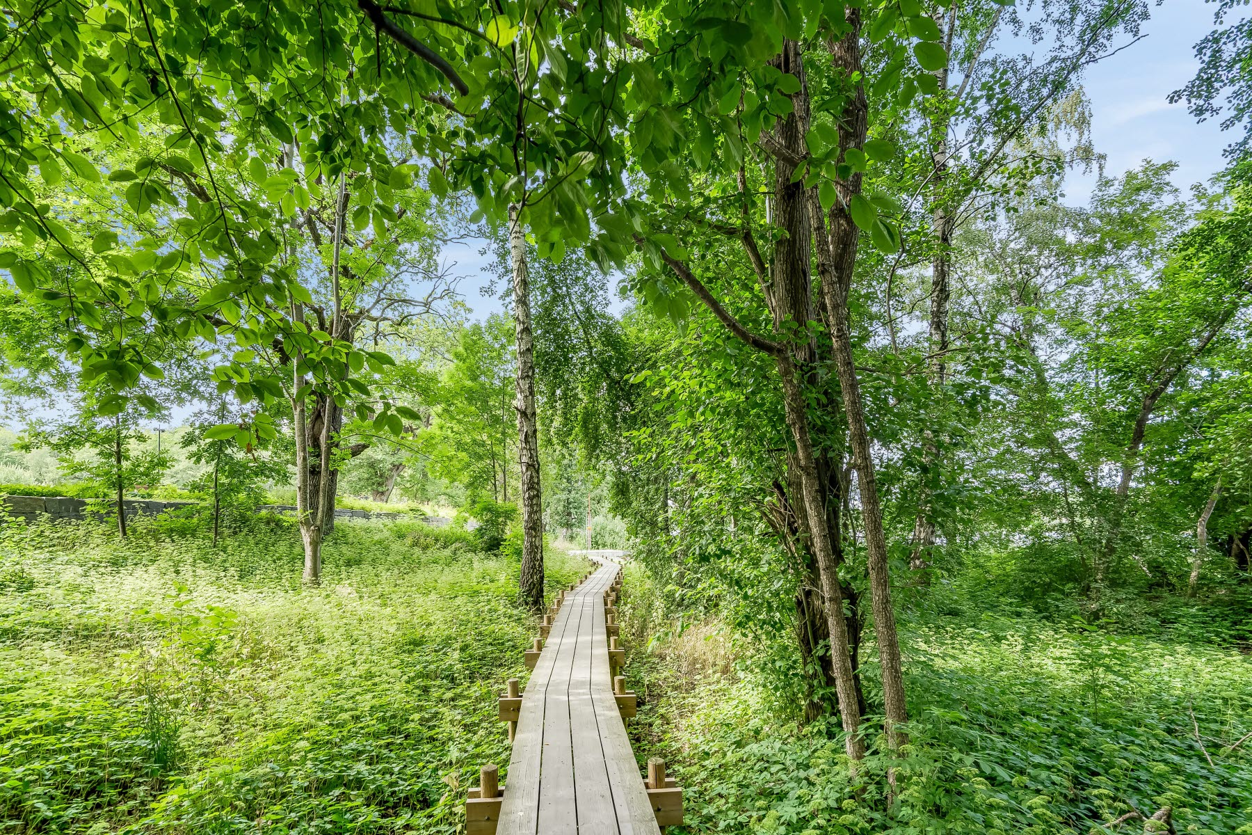 Områdesbild sommar. Promenadstråk genom en mycket grön skogen. 
