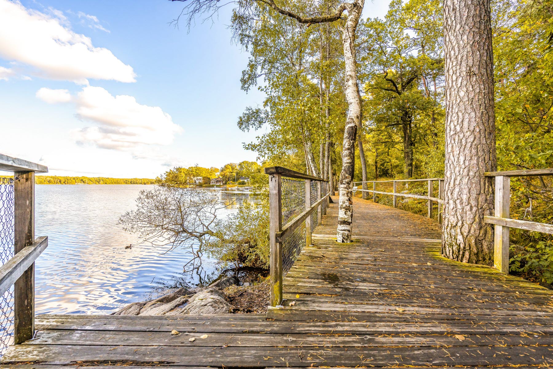 Områdesbild sensommar. Promenadstråk med vattnet till vänster och skogen till höger.