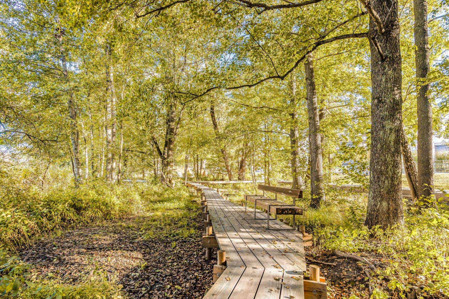 Områdesbild sensommar. Promenadstråk genom skog.